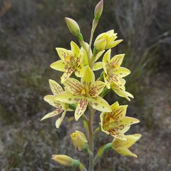 Thelymitra villosa