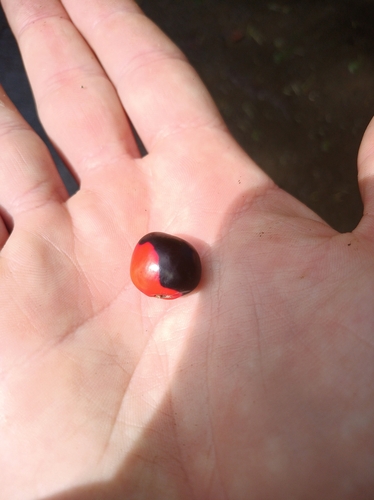 Ormosia monosperma observed 2025-01-23