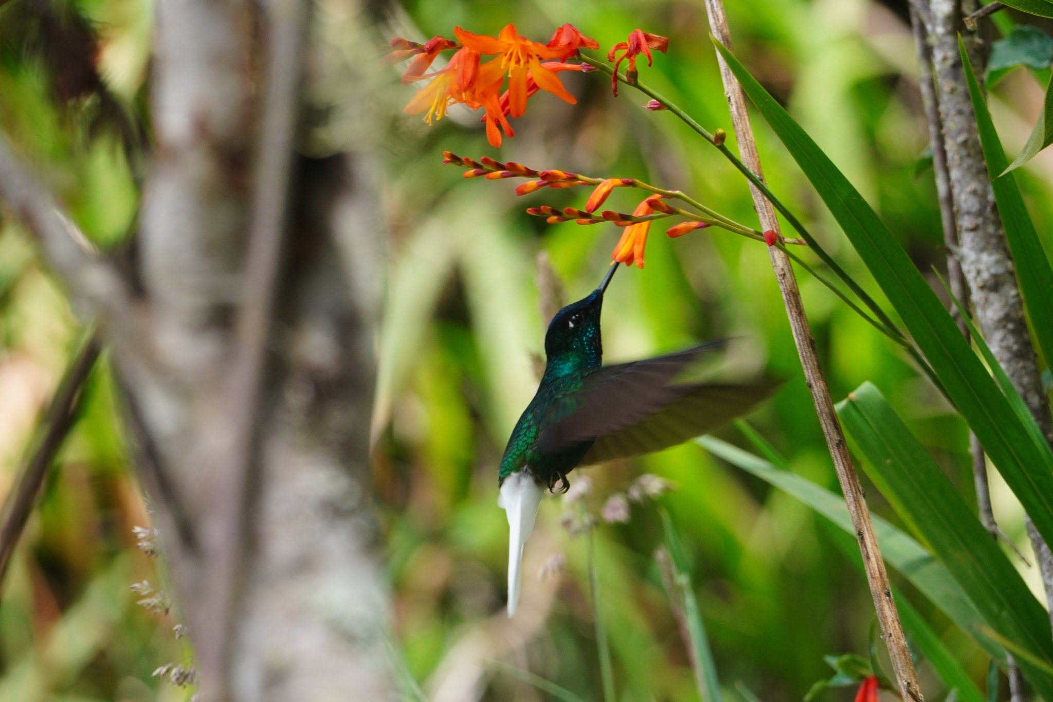 White-tailed Starfrontlet (Coeligena phalerata), photo 2