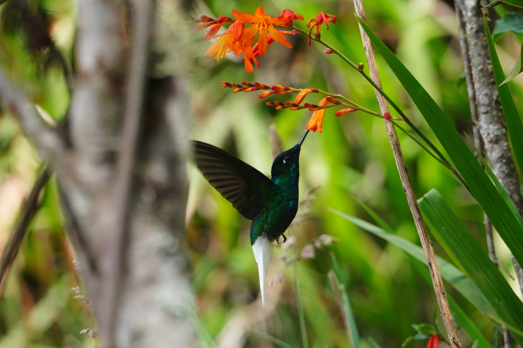 White-tailed Starfrontlet (Coeligena phalerata), photo 3