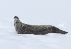 Weddell Seal photo 5