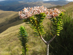 Pimelea poppelwellii