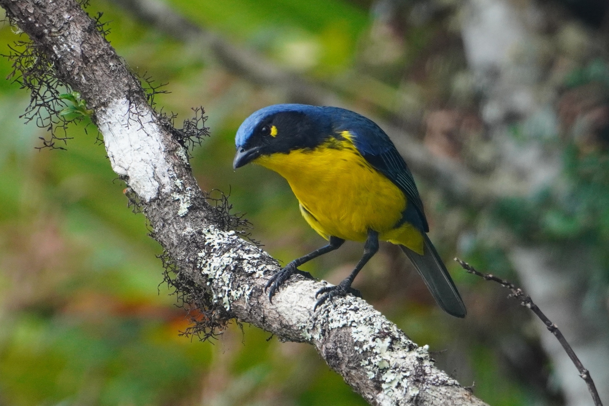 Santa Marta Mountain Tanager (Anisognathus melanogenys), photo 4