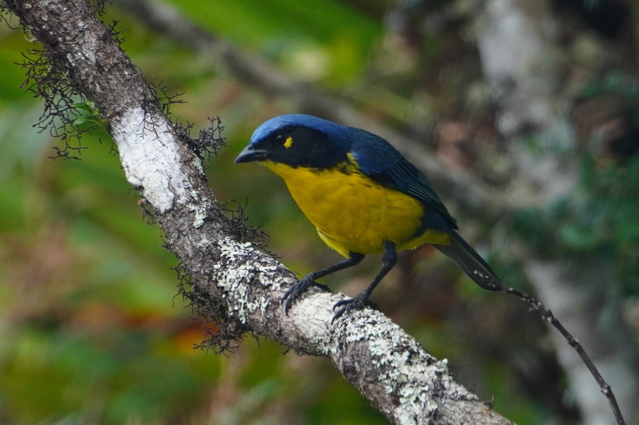 Santa Marta Mountain Tanager (Anisognathus melanogenys), photo 5
