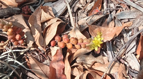 Foto de Sedum stahlii é popularmente conhecida como "suculenta"