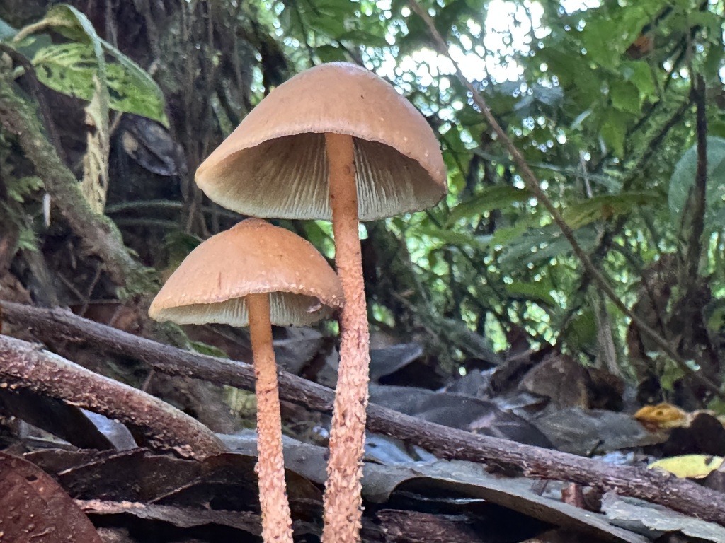 Psilocybe zapotecorum · February 2025 · photo: © harrii (iNaturalist, cc-by)