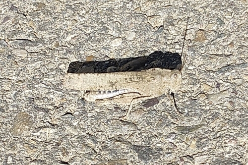 Carolina Grasshopper