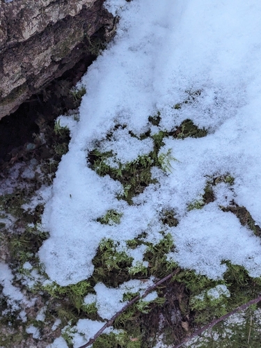 Drakes Brook Trail