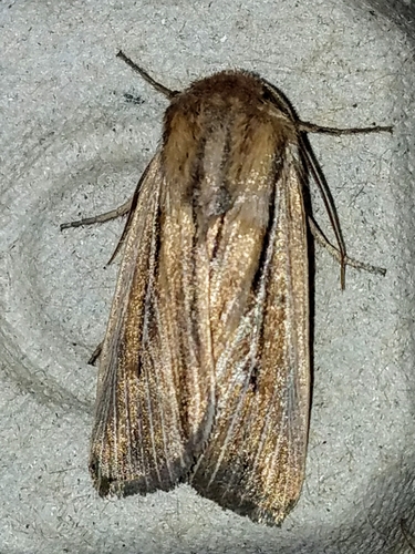 Two-lined Wainscot photo 4