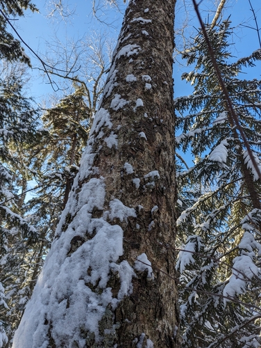 Sandwich Mountain Trail