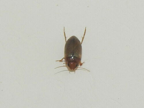Copelatus dimorphus