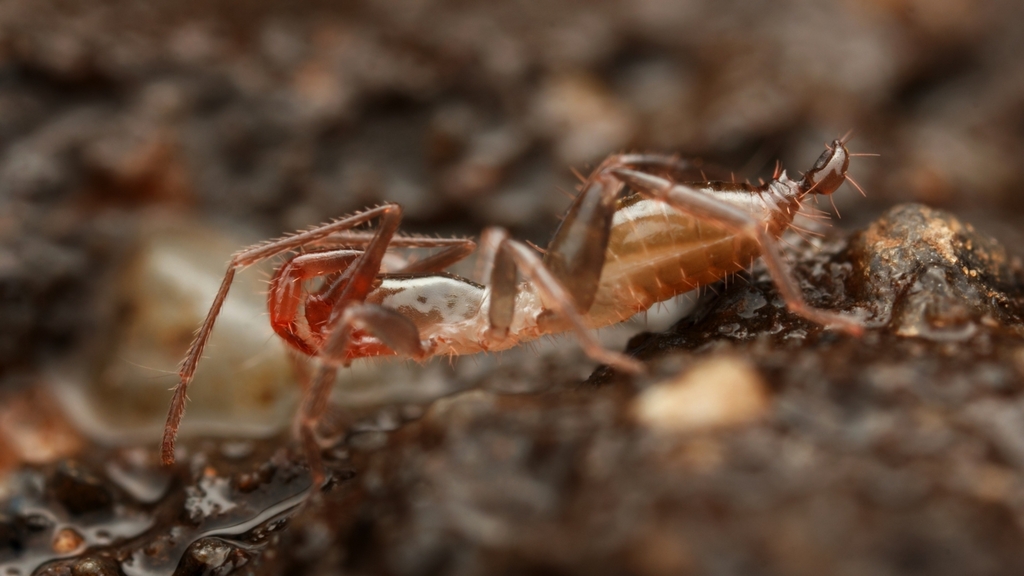 Belkin's Short-tailed Whipscorpion