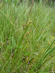 Carex rostrata