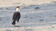 Caracara plancus