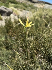 Zephyranthes montana, photograph Matt Berger, CC BY, iNaturalist via GBIF