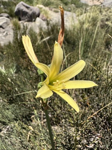 Zephyranthes montana, photograph 5