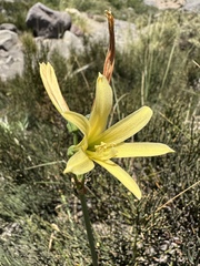 Matt Berger, CC BY, iNaturalist via GBIF Zephyranthes montana, photograph Matt Berger, CC BY, iNaturalist via GBIF