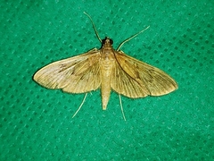 Tatobotys janapalis