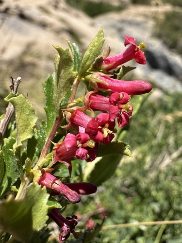 Escallonia carmelitana (Escallonia carmelitana)