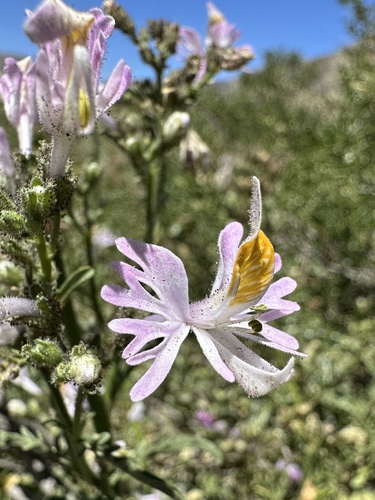 Image of Schizanthus hookeri by (c) Matt Berger, some rights reserved (CC BY)
