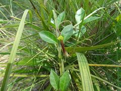 Ceropegia candelabrum biflora