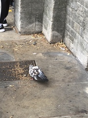 Columba livia domestica