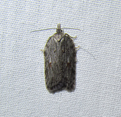Acleris maximana