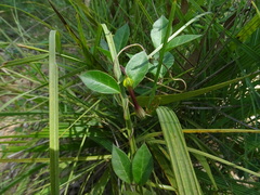 Ceropegia candelabrum biflora