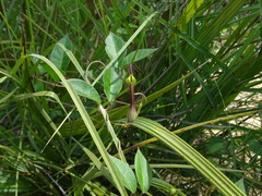 Ceropegia candelabrum biflora