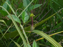 Ceropegia candelabrum biflora