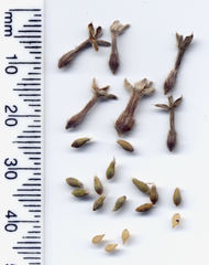 Pimelea poppelwellii