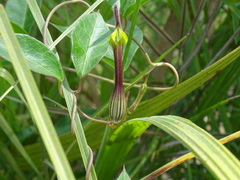 Ceropegia candelabrum biflora