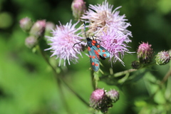 Zygaena filipendulae