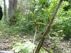 Ceropegia candelabrum biflora