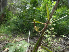 Ceropegia candelabrum biflora