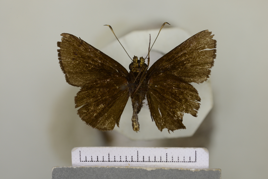 Sodalia sodalis