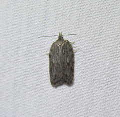 Acleris maximana