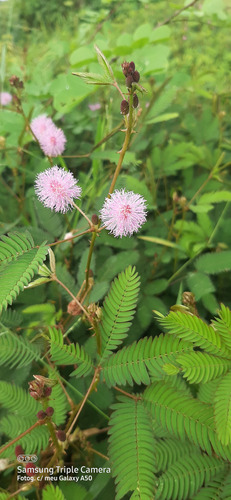 Sensitive Plant
