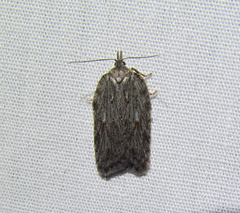 Acleris maximana