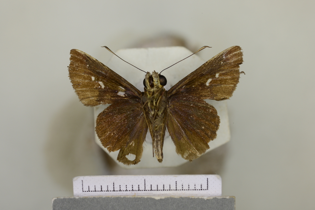 Cynea robba