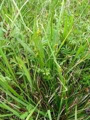 Carex viridula