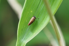Eoscarta assimilis