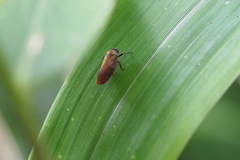 Eoscarta assimilis