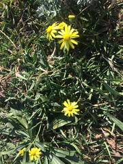 Asteraceae