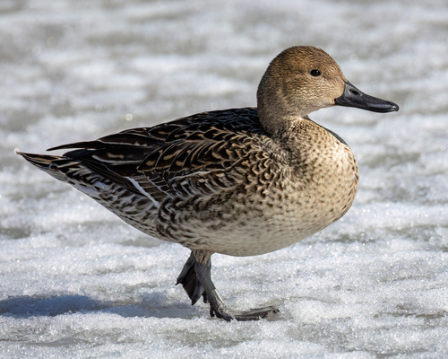 Northern Pintail