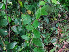 Ceropegia candelabrum