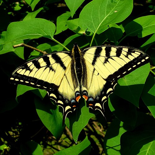 Canadian Tiger Swallowtail, photo 10 of 10