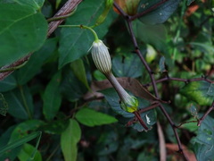 Ceropegia candelabrum