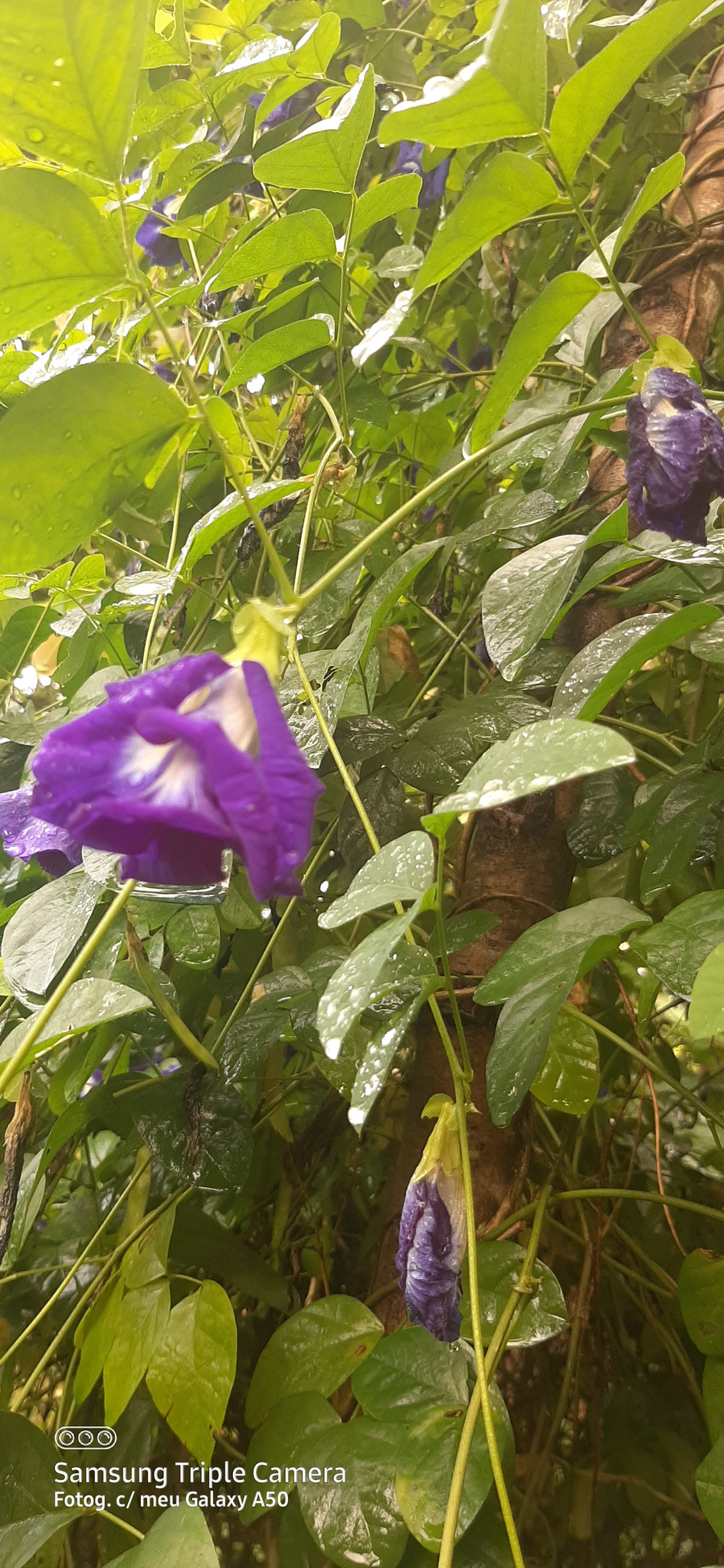 Clitoria ternatea