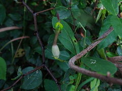Ceropegia candelabrum